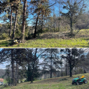 Photo de galerie - Tonte de pelouse - Débroussaillage