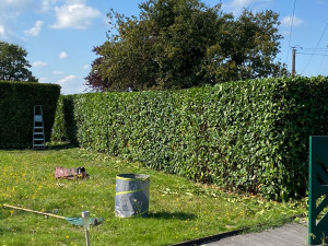 Photo de galerie - Taille de haie 