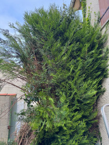 Photo de galerie - Coupes des arbres 