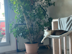 Photo de galerie - Garde chat Castries 