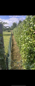 Photo de galerie - Taille de haie avec enlèvement et débrouissalllage 