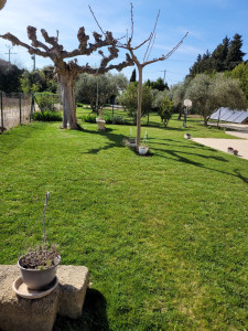 Photo de galerie - Tonte de pelouse débroussaillage plus évacuation 