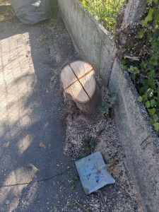 Photo de galerie - Après coupe 