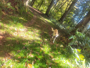 Photo de galerie - Promenade en toute liberté longe xxl