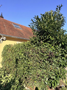 Photo de galerie - Rabattage de haie de laurier