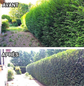 Photo de galerie - Taillage de haie