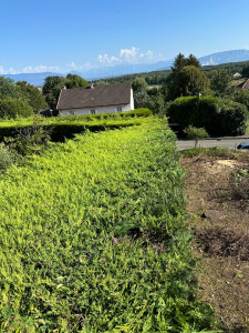 Photo de galerie - Taille de haies et d'arbustes