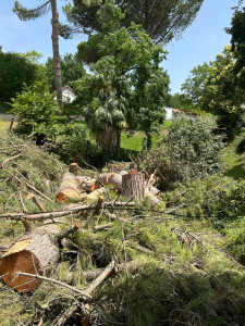 Photo de galerie - Abattage de 2 sapins sans évacuation 