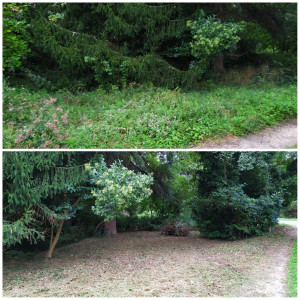 Photo de galerie - Tonte de pelouse - Débroussaillage