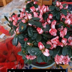 Photo de galerie - Je fais du ménage et courses 