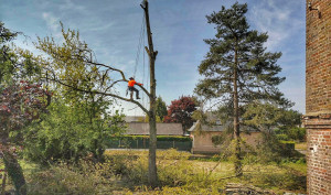 Photo de galerie - Elagage et coupe d'arbres