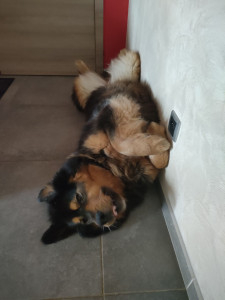 Photo de galerie - Garde chien