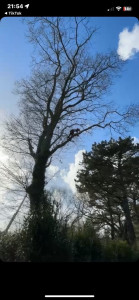 Photo de galerie - Elagage et coupe d'arbres