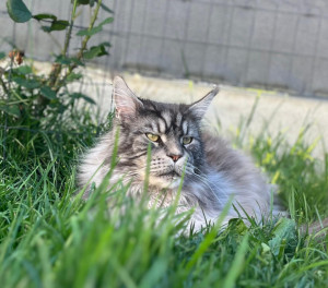 Photo de galerie - Mon chat   