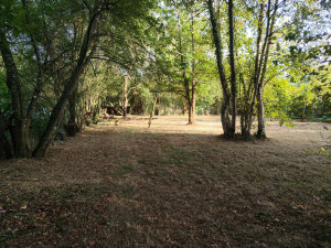 Photo de galerie - Elagage et coupe d'arbres