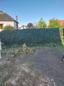 Photo de galerie - Taille de lierre 