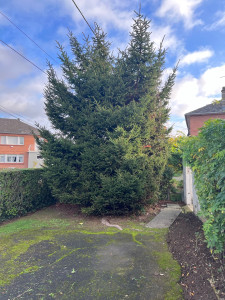 Photo de galerie - Abattage 