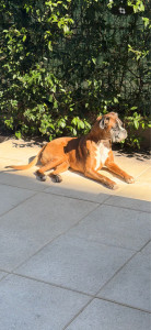 Photo de galerie - Garde animaux