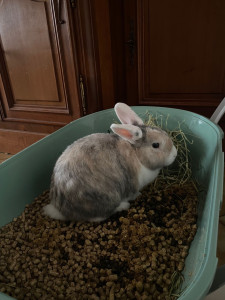 Photo de galerie - Un lapin, nommé Bernard, à qui j’ai rendu visite pendant plusieurs jours :) 