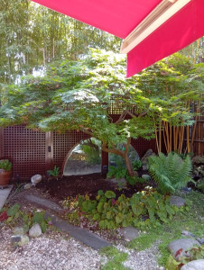 Photo de galerie - Taille d'un érable du Japon 