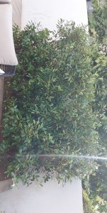 Photo de galerie - Jardinier