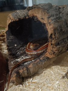 Photo de galerie - Mon serpent 