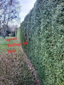 Photo de galerie - Taille de haies et d'arbustes