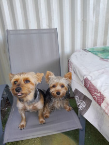 Photo de galerie - Bonjour je vous propose de garder  à mon domicile  votre animal  secteur pont du las avec jardin sécurisé  je serais  ravie  dans prendre soins. 
a bientôt Monique