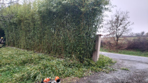 Photo de galerie - Taillage et de bambou