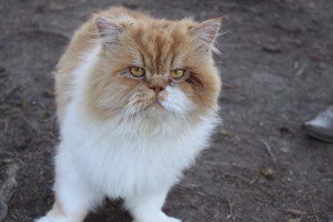 Photo de galerie - Garde chat