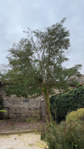 Photo de galerie - Abatage