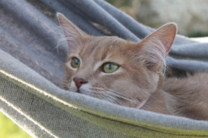 Photo de galerie - Photographier vos animaux 