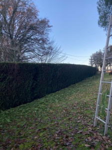 Photo de galerie - Entretien d’une haie de 150m de long sans entretien depuis 2 ans. 