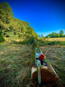 Photo de galerie - Elagage et coupe d'arbres