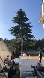 Photo de galerie - Elagage et coupe d'arbres