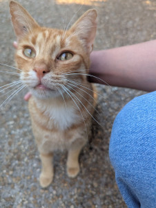 Photo de galerie - Garde de chat à domicile 
