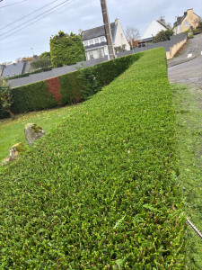 Photo de galerie - Taille d’une haie de thuyas 