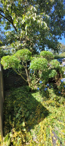 Photo de galerie - Taille 