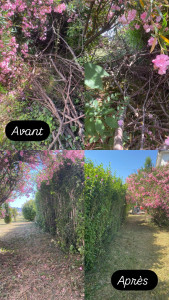 Photo de galerie - Elagage et coupe d'arbres