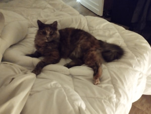 Photo de galerie - Garde d'animaux : 
disponible la plupart du temps (télétravail) 