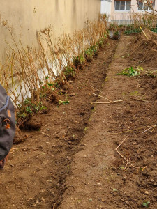 Photo de galerie - Plantation végétaux 
