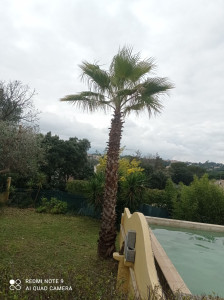 Photo de galerie - Elagage et coupe d'arbres