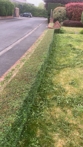 Photo de galerie - Taille de haies et d'arbustes