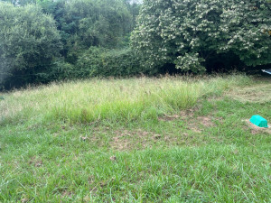 Photo de galerie - Tonte de pelouse - Débroussaillage