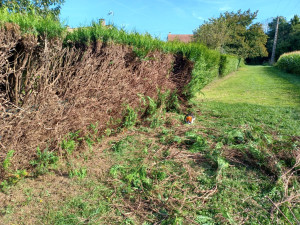 Photo de galerie - Taille de haies et d'arbustes