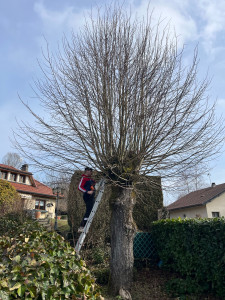 Photo de galerie - élagage 