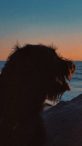 Photo de galerie - J'avais un chien 