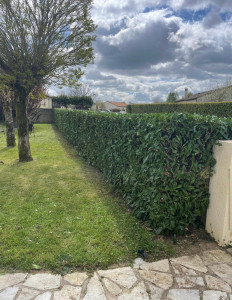 Photo de galerie - Taille de haie de laurier, après 