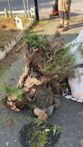 Photo de galerie - Elagage et coupe d'arbres