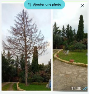 Photo de galerie - Abattage arbre cyprès et évacuation des déchets et nettoyage du chantier